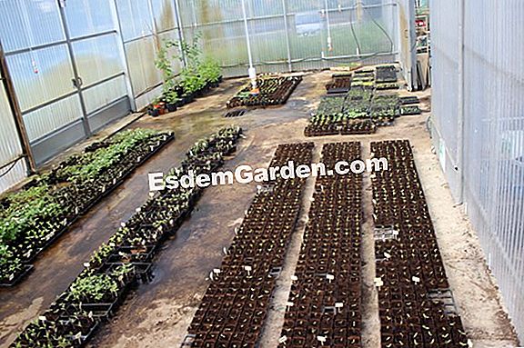 Macadam Gardens: butik e-tukang kebun bandar