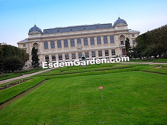 Rarezas y colecciones en el jardín: pelargonium, higos y plantas asiáticas