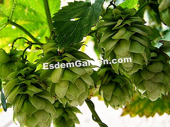 Lúpulo dorado (Humulus lupulus 'Aureus')