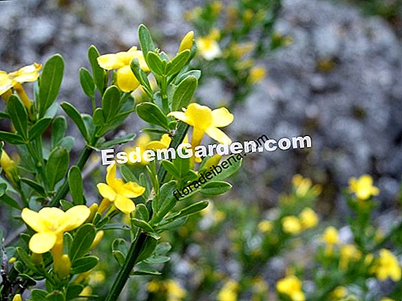 Cultiva la estrella jazmín (Trachelospermum jasminoides)