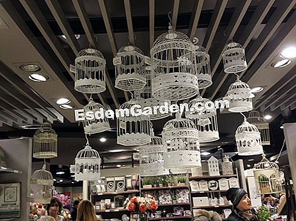 Idea reclamada para el jardín. Un seto de regaderas