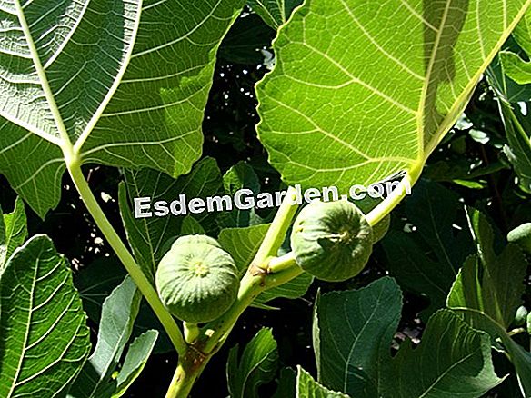 Trate los árboles frutales en invierno