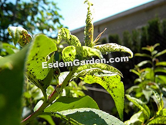 Tratamiento de invierno en el huerto: insecticida natural