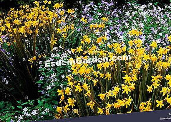 Crocosmia 'Solfatare'