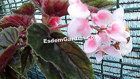 Hoja Informativa: La Begonia Evansiana 'Grandis' ? Todo Sobre Jardinería Y  Diseño De Jardines - 2023