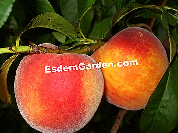 El cultivo del melocotón rosado 'Georgia Peach'
