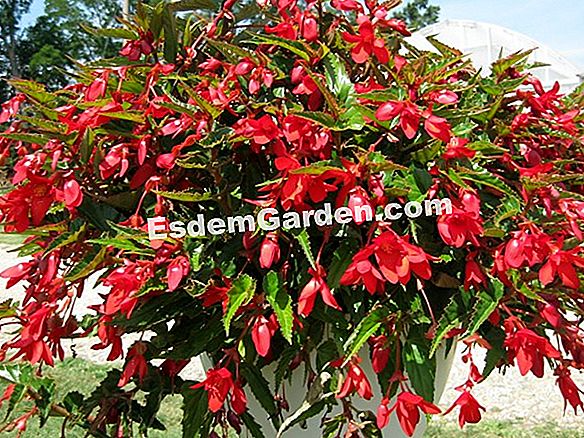 Begonia Dragon Wing (Begonia Hybrid): Sugerencias De Cultura ? Todo Sobre  Jardinería Y Diseño De Jardines - 2023