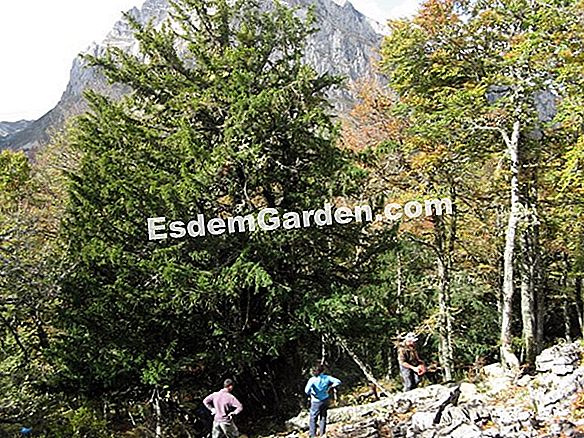 Cosecha y conservación del azafrán: las acciones y herramientas correctas