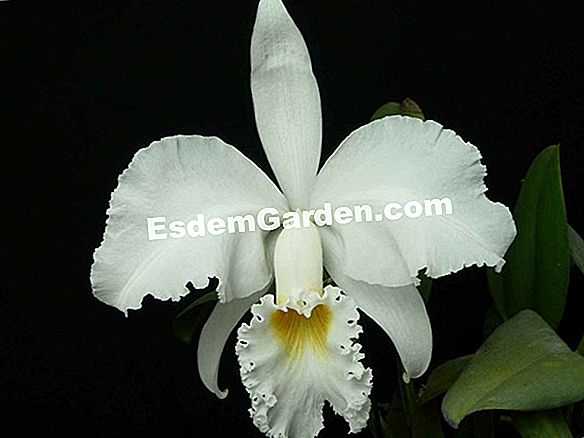 Exitoso cultivo de orquídeas Phalaenopsis