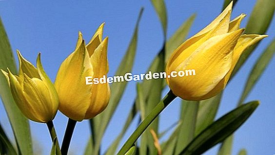 'West Point', un tulipán de larga floración