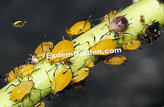 Un insecto ataca mis plantas de fresa, dejando serraciones en las hojas de mis frutos pequeños. Que hacer ?