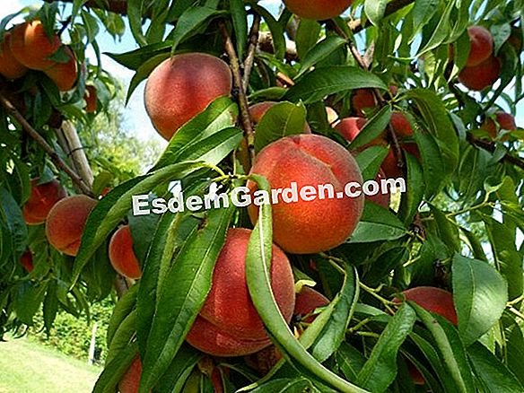 Manzana hoja de cultivo y mantenimiento