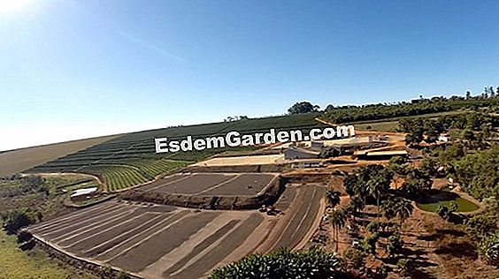 Exitoso riego de ciruelas: necesidad y frecuencia