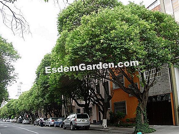 Negarse a adoptar plantas invasoras