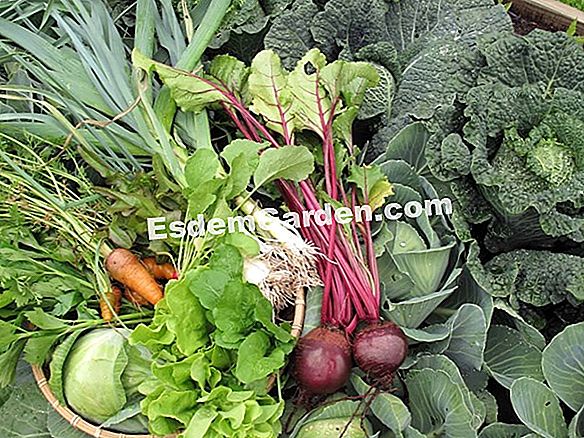 Jardinería con la luna. Siembra sus tomates y recoge sus propias semillas.