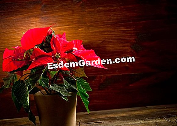 Haga usted mismo: composición de Navidad con flores de Pascua