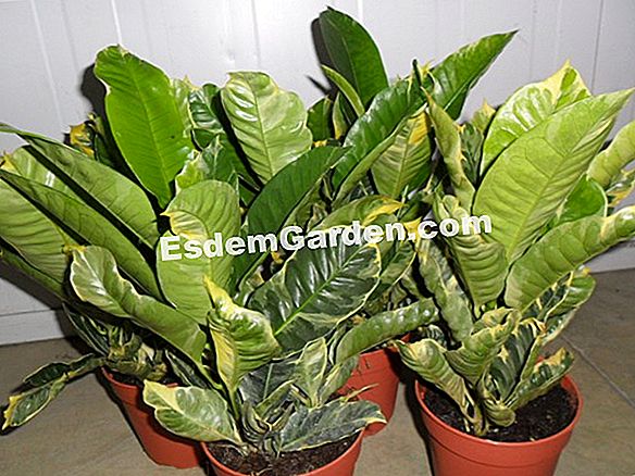 Plantas verdes: ¡cuidado con el sol!