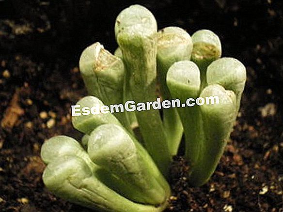 Crear nuevos cactus