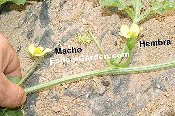 Cómo cultivar con éxito el hemanthus escarlata (Haemanthus coccineus) cultivado en macetas?