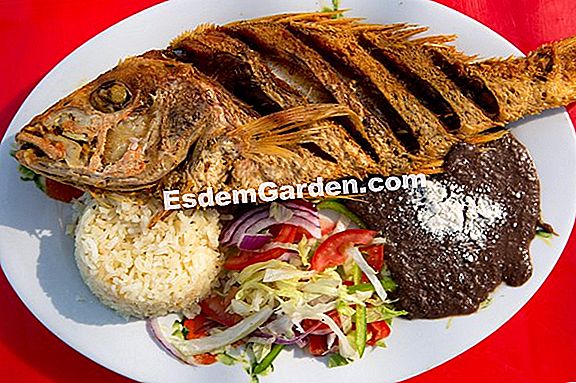 Frijol rojo mexicano