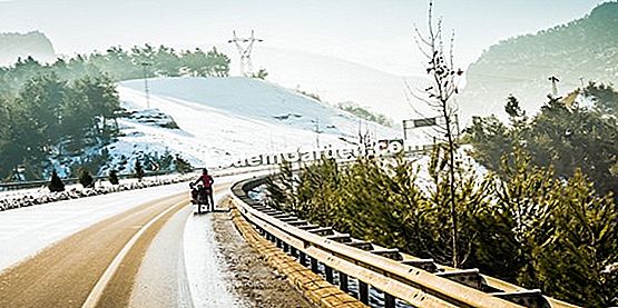 Descanso invernal de caladium: métodos y acciones