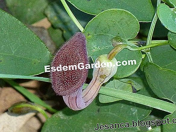 Aristolochia Gigante Aristolochia Gigantea Plantar Cultivar 🌿 Todo Sobre Jardinería Y Diseño