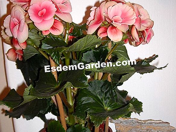 Begonia Tuberosa, Begonia X Tuberhybrida: Plantar, Cultivar ? Todo Sobre  Jardinería Y Diseño De Jardines - 2023