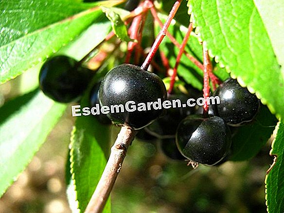 Aronia Carmesí, Aronia X Prunifolia: Plantar, Cultivar, Multiplicar 🌿 ...
