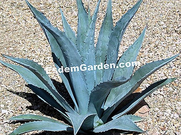 Agave azul, Agave con tequila