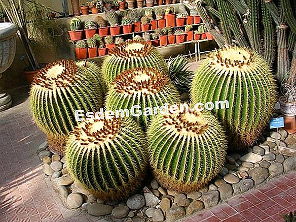 Barril de cactus