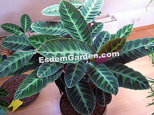 zebra calathea zebra calathea