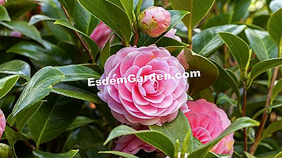 Camelia Del Otoño, Camellia Sasanqua: Plantar, Cultivar, Multiplicar ?  Todo Sobre Jardinería Y Diseño De Jardines - 2023