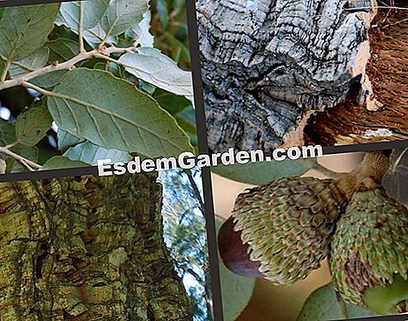 Cork oak, Corsier, Surier, Suve, Sioure