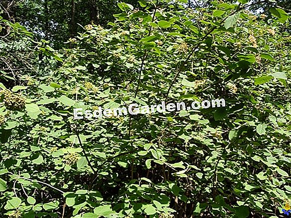 Viburnum de Lantane, Viburnum algodonoso, Viburnum mansian