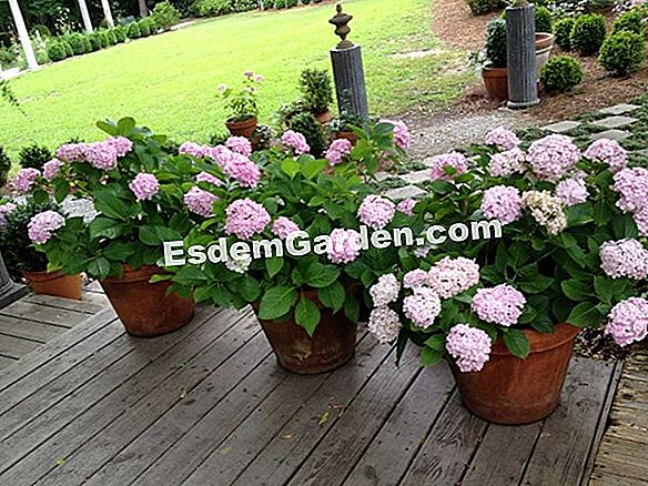 Hortensia Enana, Hydrangea Involucrata: Plantar, Cultivar, Multiplicar ?  Todo Sobre Jardinería Y Diseño De Jardines - 2023