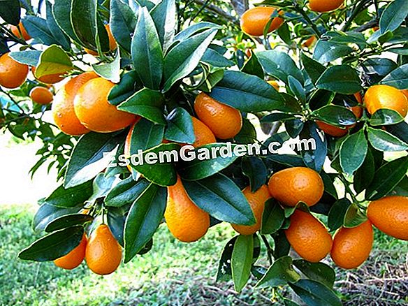 Kumquat de Nagami, Kumquat com frutas ovais