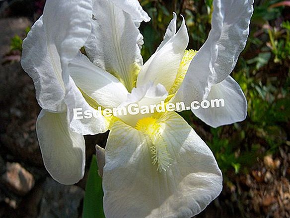 Lirio De Trompeta Amarillo, Lilium 'Reina Africana': Plantar, Cultivar ?  Todo Sobre Jardinería Y Diseño De Jardines - 2023