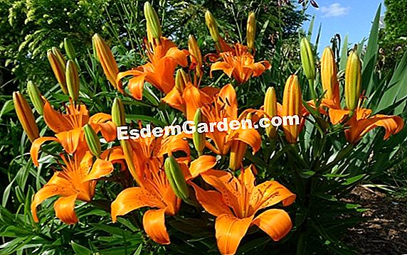 Naranja-Lily, Lilium Bulbiferum: Plantar, Cultivar, Multiplicar ? Todo  Sobre Jardinería Y Diseño De Jardines - 2023