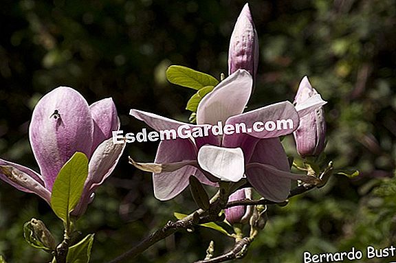 Soulange Magnolia, Magnolia X Soulangeana: Plantar, Cultivar ? Todo Sobre  Jardinería Y Diseño De Jardines - 2022