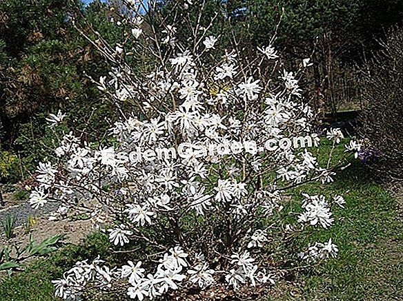 Magnolia Star, Magnolia Stellata: Plantar, Cultivar, Multiplicar ? Todo  Sobre Jardinería Y Diseño De Jardines - 2023