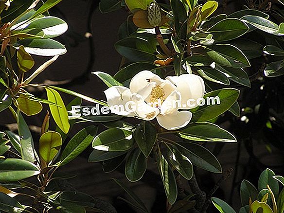 Magnolia, Magnolia Con Flores Grandes, Magnolia Grandiflora ? Todo Sobre  Jardinería Y Diseño De Jardines - 2023