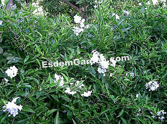 Solanácea Jazmín Falso, Solanum Jasminoides: Plantar, Cultivar ? Todo  Sobre Jardinería Y Diseño De Jardines - 2023