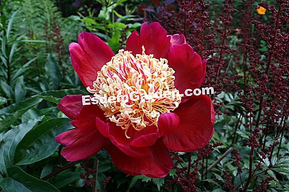 Peonía China, Peonía De Hierbas, Paeonia: Plantar, Cultivar ? Todo Sobre  Jardinería Y Diseño De Jardines - 2023