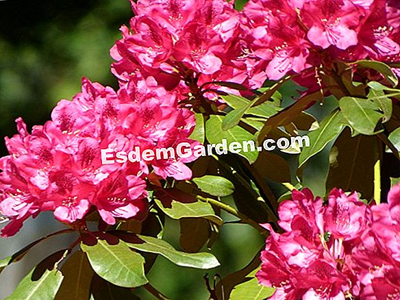 Rododendro, Azalea: Plantar, Cultivar, Multiplicar ? Todo Sobre Jardinería  Y Diseño De Jardines - 2023