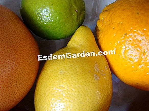 Naranja amarga, limón, mandarina, naranja, pomelo, clementina