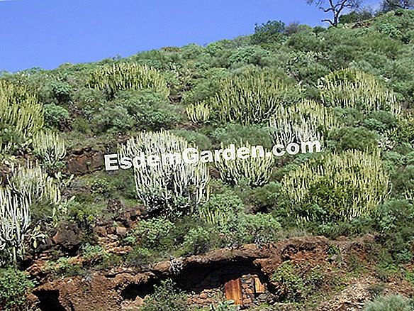 Euphorbia de las Islas Canarias
