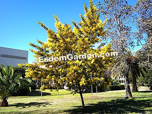 Acacia amarilla, Caraganier siberiano, guisante siberiano