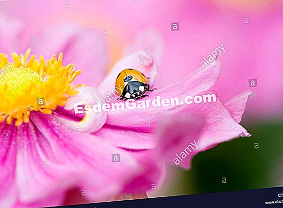 Anémona japonesa