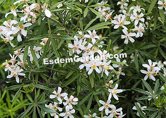 Choisya 'Dazzler blanco'