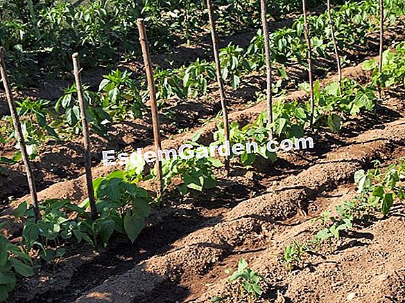 Compostero en el jardín 2/2